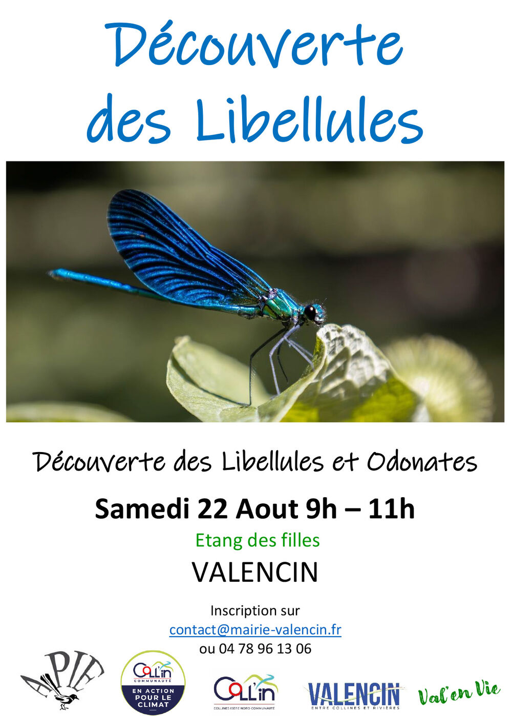 À la découverte des libellules ! À la découverte des libellules !