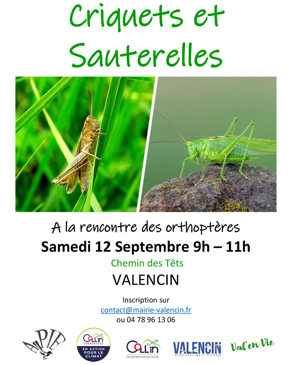À la découverte des criquets et des sauterelles ! À la découverte des criquets et des sauterelles !