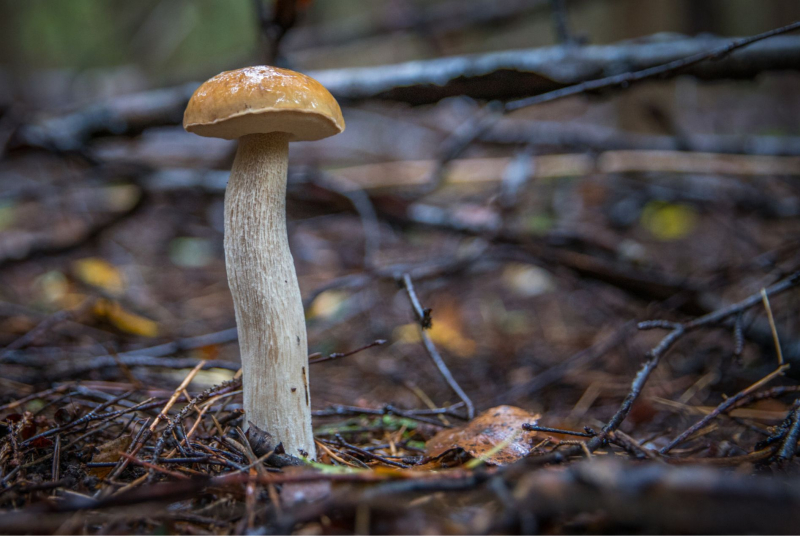 À la découverte des champignons À la découverte des champignons