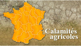 Indemnisation calamité agricole - perte de miel