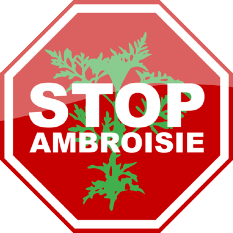 Lutte contre l'Ambroisie