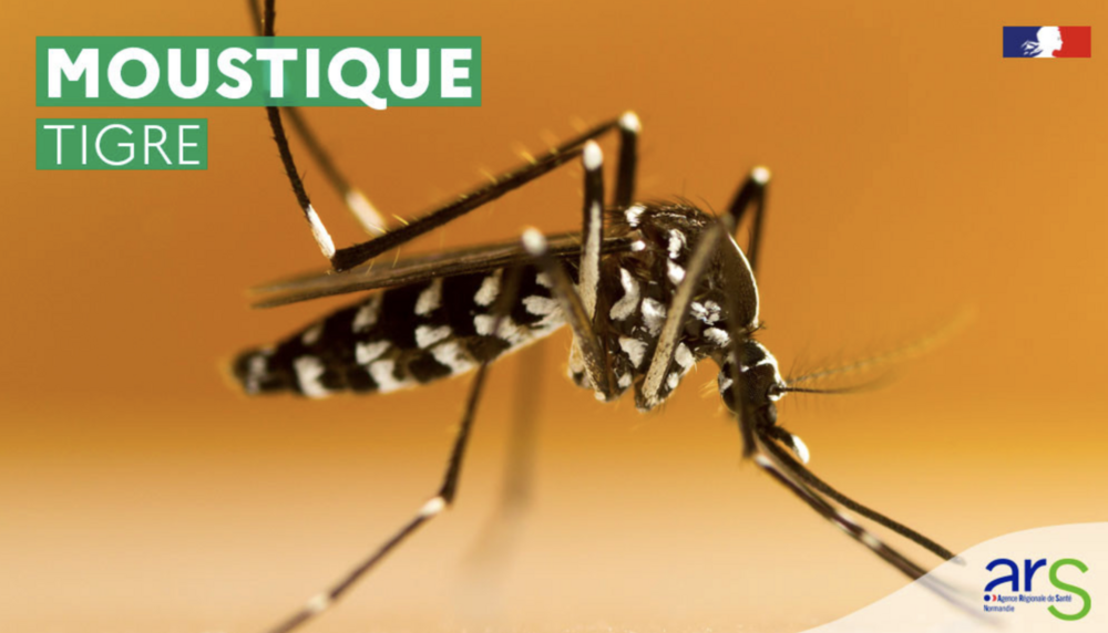Alerte moustique tigre