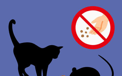 Nourrir les chats, c'est aussi nourrir les rats !